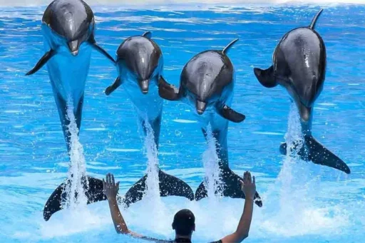 Alternative view of Dolphin Show Tour from Belek
