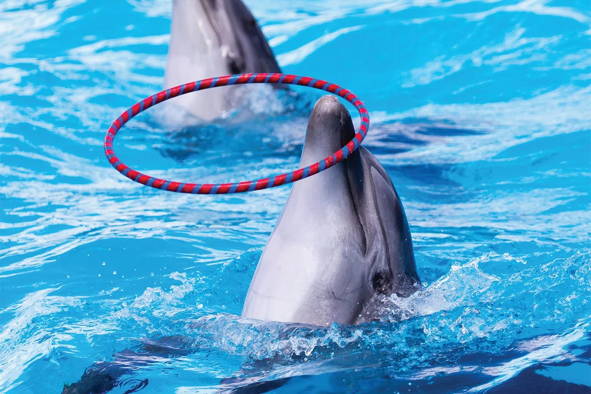 Dolphin Show Tour from Belek - Image 4